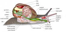 Az éti csiga részei Az éti csiga részei